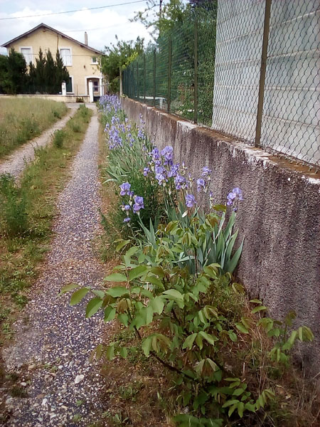 iris dans l'allée